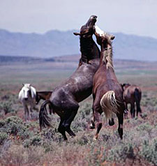 USA-California-Mustangs in the Wild